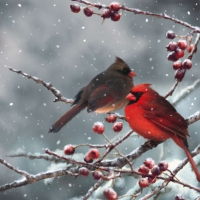 Салфетка для декупажа 33*33 см "Cardinal Bird on snowy Branch", 1 шт, 303674 в магазине Арт-Леди